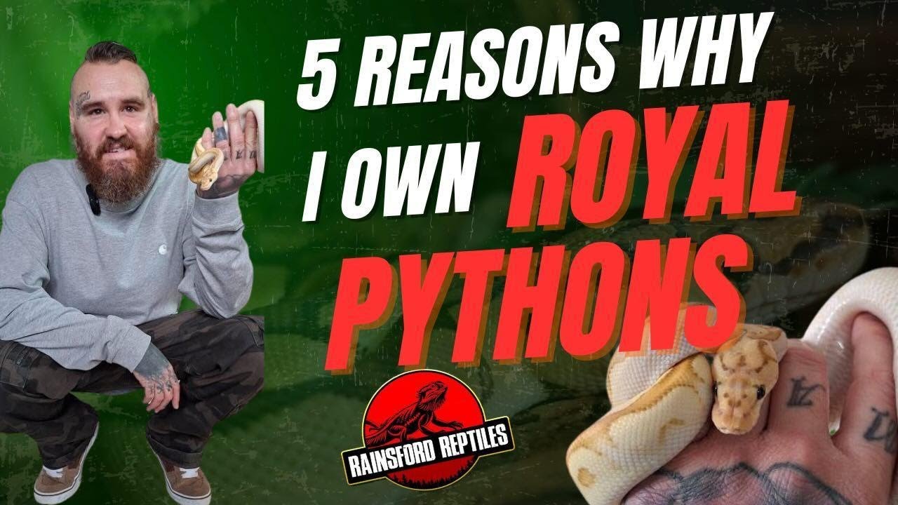 5 reasons why I own royal pythons - YouTube