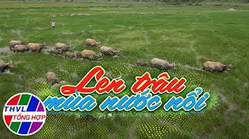 Chuyện kể Đất phương Nam: Len trâu mùa nước nổi
