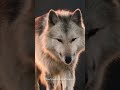 I am not blind I am silent most of time #foryou #motivation #duet #silent #yt #ytshorts