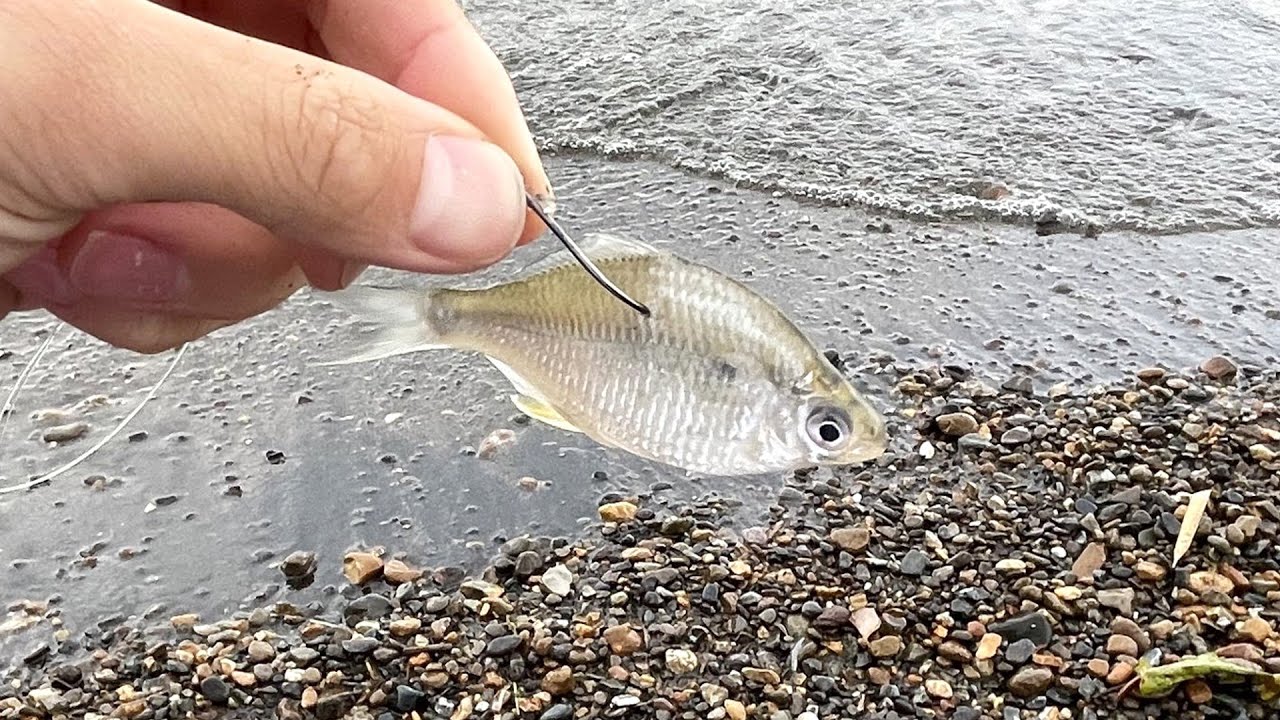 外来魚に釣り針ぶっ刺して湖に投入