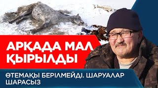 Мал қырылды. Жылқылардың бір-бірін жеп жатқаны рас па? | Арнайы жоба