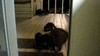 Raccoon babies... Too cute! by Mark4799 371 views 13 years ago 1 minute, 44 seconds