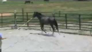 HORSE FOR SALE - Cara Bella K by Popeye K - Double D Ranch, Inc.