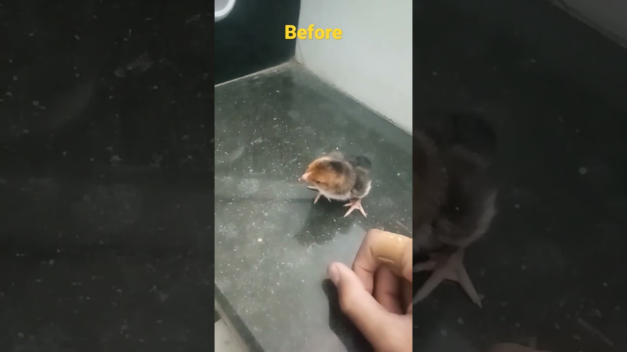 aseel chick transformation