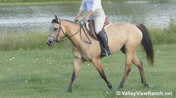 Nelly - riding english! - ValleyViewRanch.net