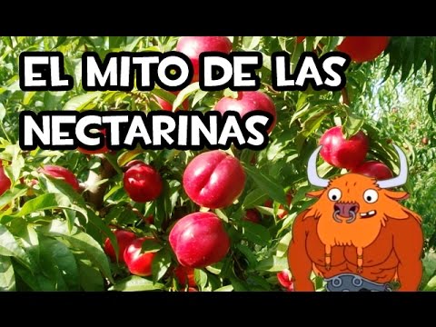 Video: Cuidado del árbol de nectarina Panamint: aprenda sobre el cultivo de nectarinas Panamint