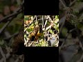Quand le pommier fleurit... les oiseaux accourent