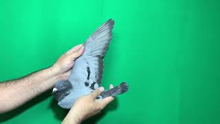 13 Tr 22 17168 Dişi