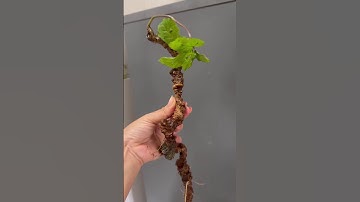 #sâm_ngọc_linh_rừng cặp sâm rừng 120gr giá 25tr  #sâm_ngọc_linh_rừng #sâm_ngọc_linh_rừng