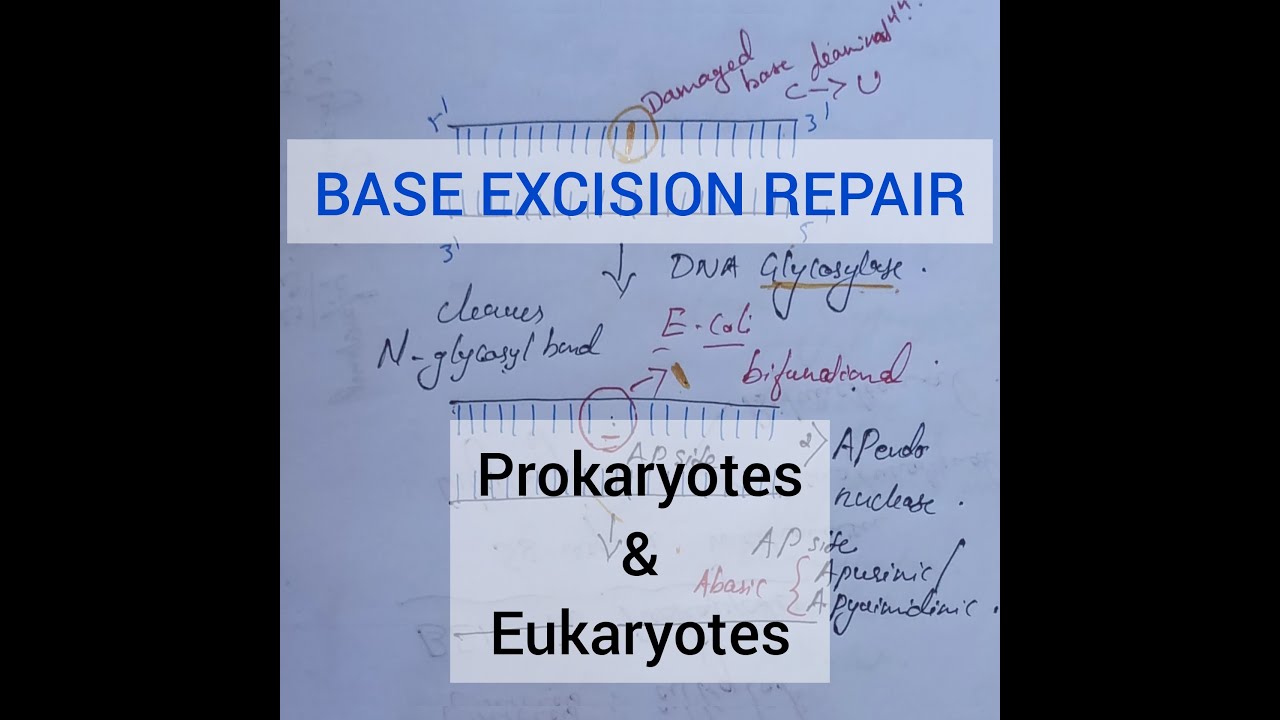 DNA REPAIR | Simply Explained | BASE EXCISION REPAIR In Prokaryotes and ...