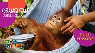 Return to the Wild | Orangutan Jungle School 110