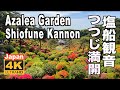 🇯🇵4K Azalea Garden Tokyo 塩船観音のつつじ 2022  ​Shiofune Kannon Temple 2万本のツツジ 青梅観光 Azalea Festival