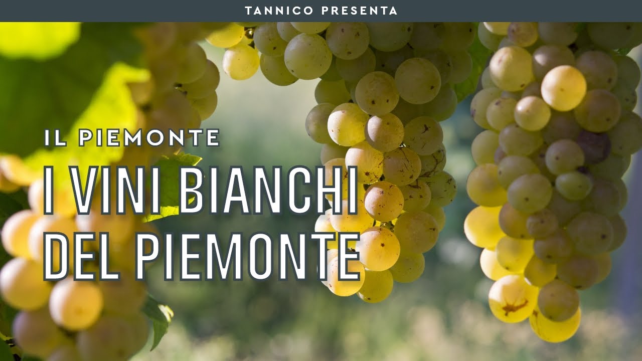 Il vino bianco piemontese e i suoi vitigni: dal Moscato all'Erbaluce | Tannico Flying School