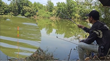 Câu đài tự nhiên câu cá rô phi bằng mồi khoai lang trứng kiến | Câu cá tự nhiên fishing