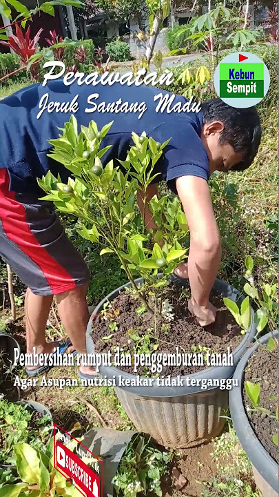 perawatan jeruk santang madu dalam pot #jeruk #jeruksantangmadu #tabulampot