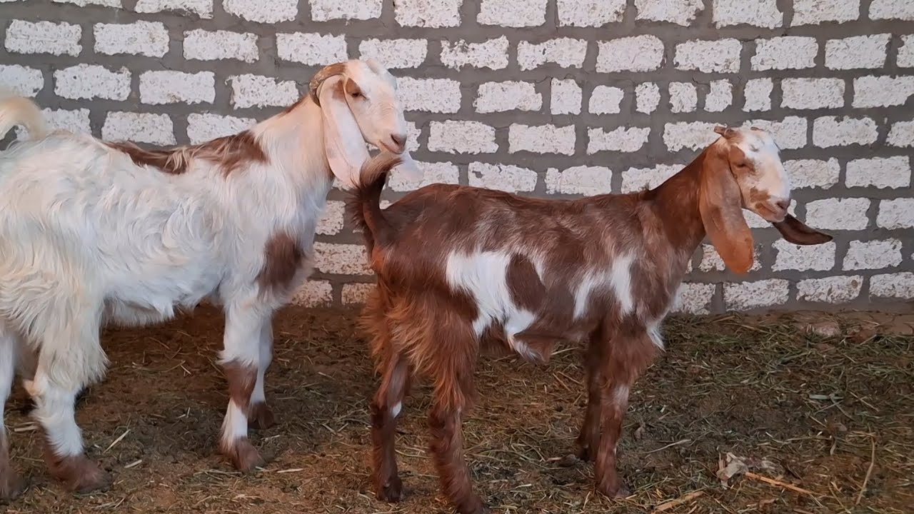 خمس عروض ماعز وغنم  ببلاش لايفوتك ت٠١١١١٢١١٦٥٧ 