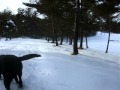 遠路はるばるご苦労様です♪(Hokkaido Dog・黒ラブ) の動画、YouTube動画。