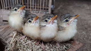 Suara Anak Burung Prenjak Sawah Klik Klik