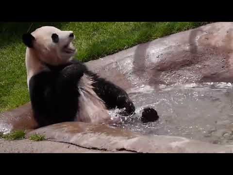 Panda Funny Cute Fails Stupid Compilation 2020 