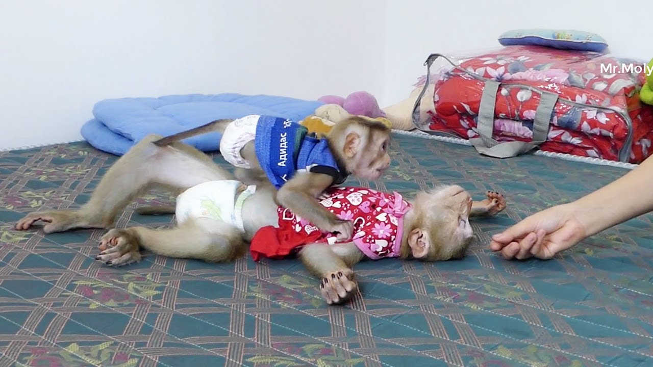 Mom Care Queen Zuji Not Want To Sleep And Try ToDisturb Mori Sleeping