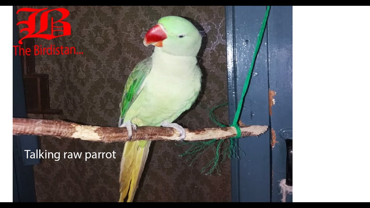 Parrot talking|Raw Alexanderain parrot talking metho , mery bety , talking and whistles.
