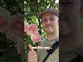 Ashikaga Flower Park!