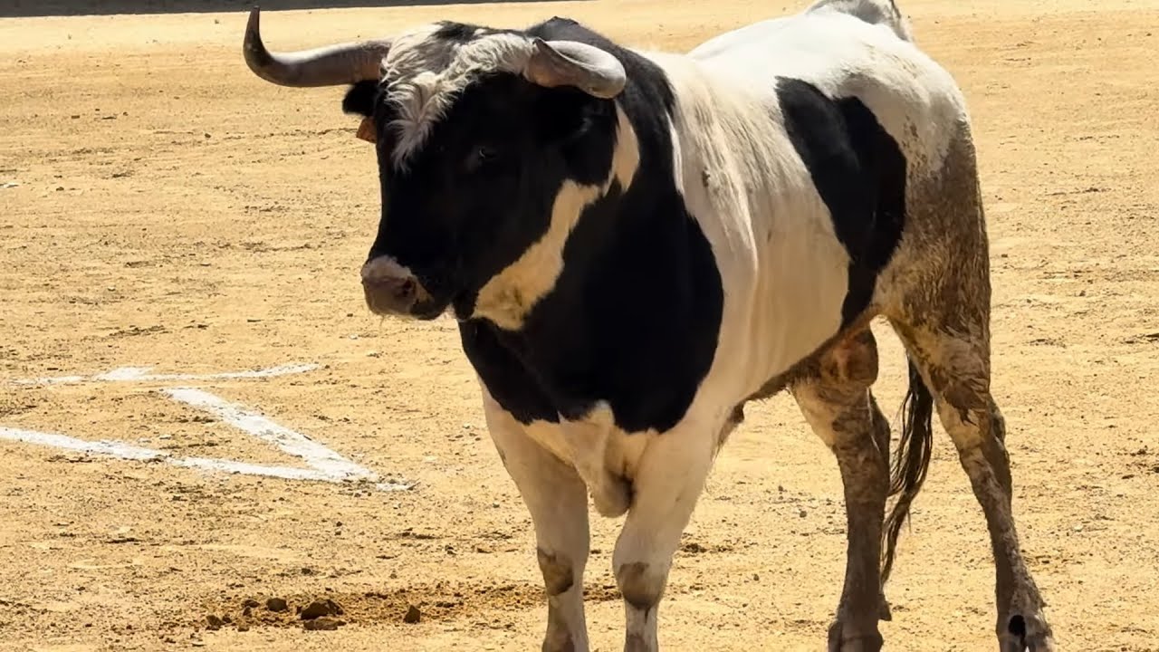 Salida 1º novillo de BARCIAL: "JITANO" - 26-abril-2025 - San Agustín del Guadalix