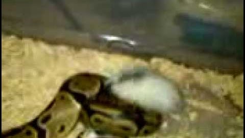 Ball  PYTHON strikes at a small rat!!!!!