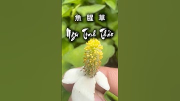 Ngư Tinh Thảo 🌿 Bí Kíp Võ Lâm Truyền Thuyết | Rau Diếp Cá Thần Dược