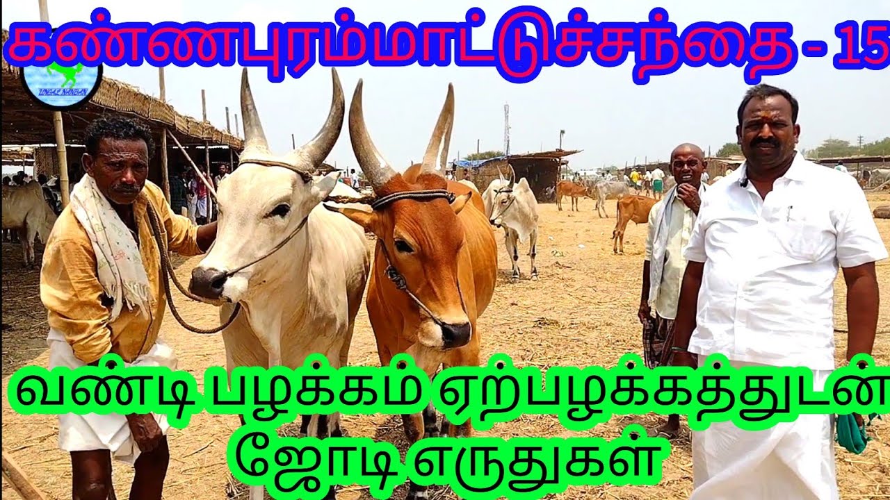 கண்ணபுரம்மாட்டுச்சந்தை2023//வண்டிபழக்கம் ஏற்பழக்கத்துடன்ஜோடிஎருதுகள் #bull #cow #கண்ணபுரம் #tirupur
