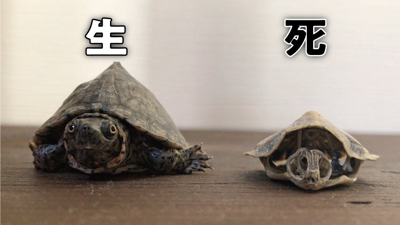 庭に亀のミイラが 生と死の物語 Youtube