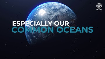 Not a drop in the ocean – key successes by the Common Oceans ABNJ Program