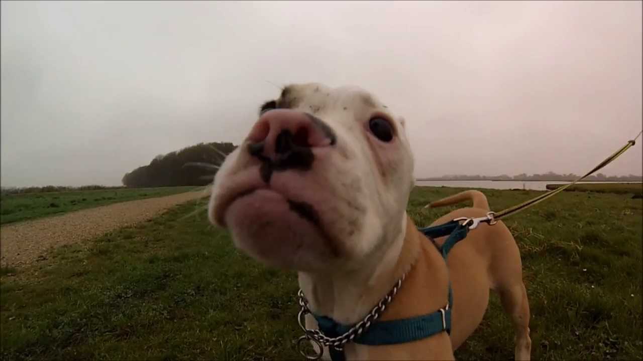 GoPro Film #14 - Jacky The English Bulldog puppy paradise