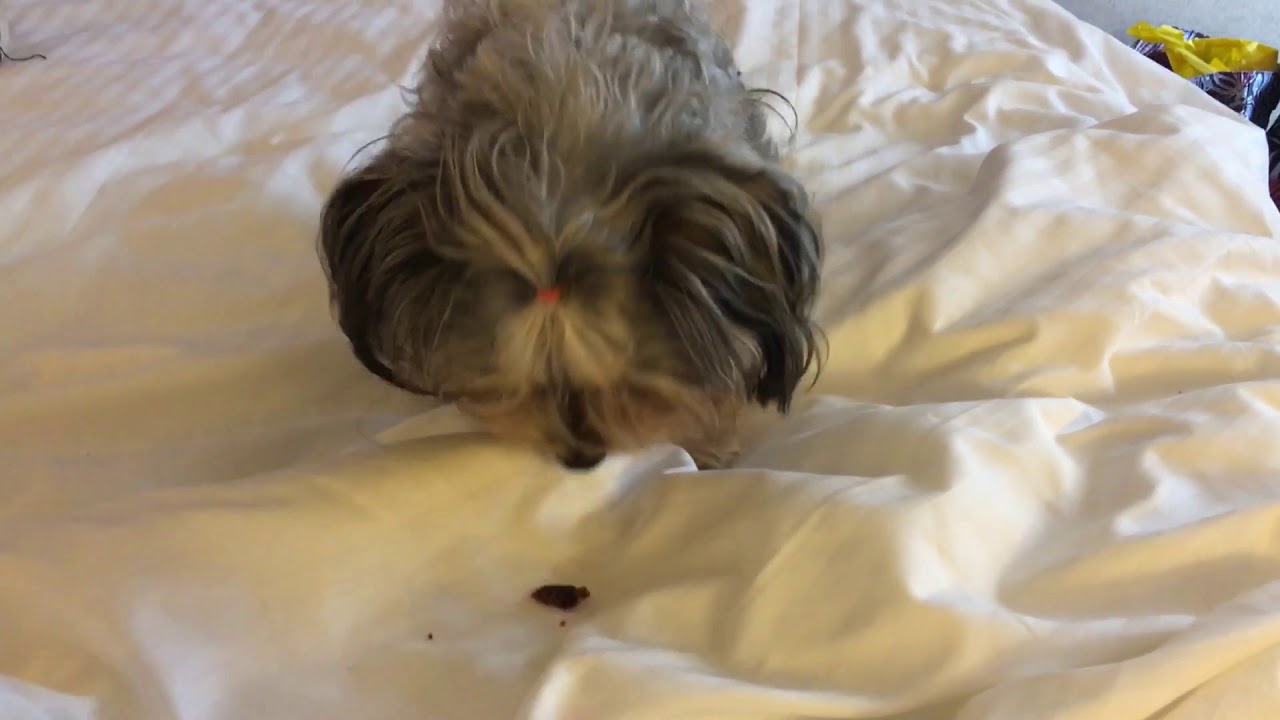🐶Maltese Lucky eating Beef jerky