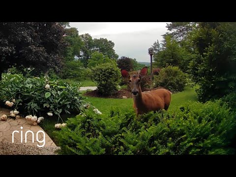 Deer Listens To Homeowner — When She Asks Nicely | RingTV