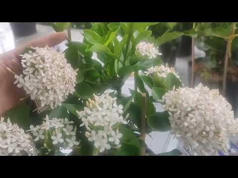 Video báo giá hoa trang nhiều màu, sđt 0376 873 566 vũ. - youtube