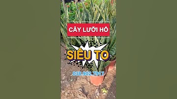 Cây lưỡi hổ siêu to quá hot, lá dày, sang trọng, thanh lọc không khí hiệu quả | Chợ Hoa Kiểng