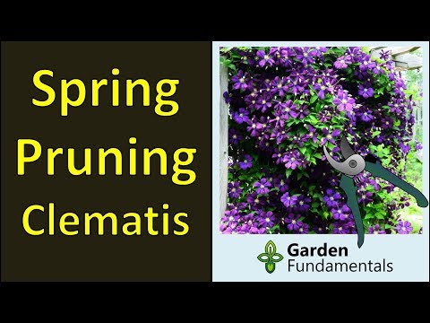 Videó: Tavasszal virágzó klematisz: milyen klematiszfajták virágoznak tavasszal