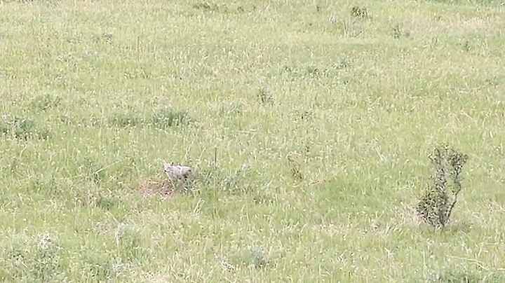 We found a coyote protecting it's den