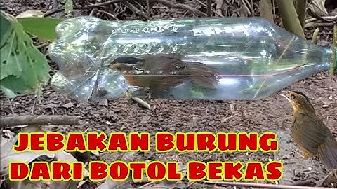 TUTORIAL CARA MEMBUAT JEBAKAN BURUNG DARI BOTOL BEKAS