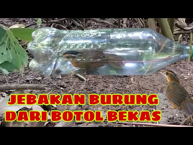 TUTORIAL CARA MEMBUAT JEBAKAN BURUNG DARI BOTOL BEKAS class=