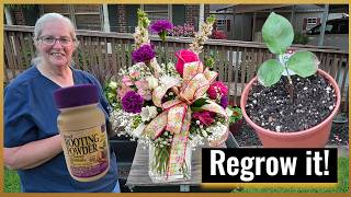 Growing Plants from Bouquet Stems, Garden Update, Inspirational Thought