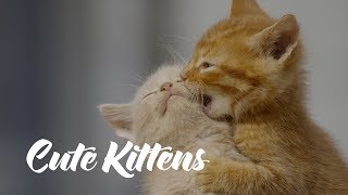 New funny kittens video compilation by Funny VideoZ 12,408 views 6 years ago 3 minutes, 46 seconds