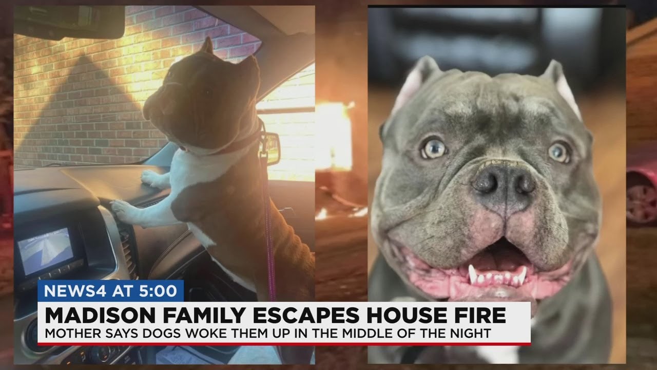 Dog saves Madison family from house fire - YouTube