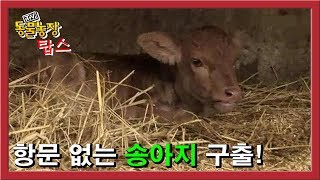 Calf born without anus, appeared as CEO of Soonseok Park, Tops Animal Medical Center