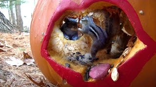 Pumpkin Lips Feeder (chipmunks n squirrels) natural sounds