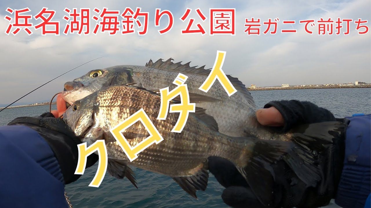 岩ガニで寒のクロダイ釣り