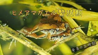 ヒメアマガエル繁殖期（日本で一番小さなカエル🐸）