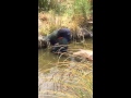 Paku Takahē bathing