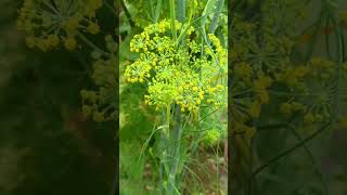 சோம்பு செடி